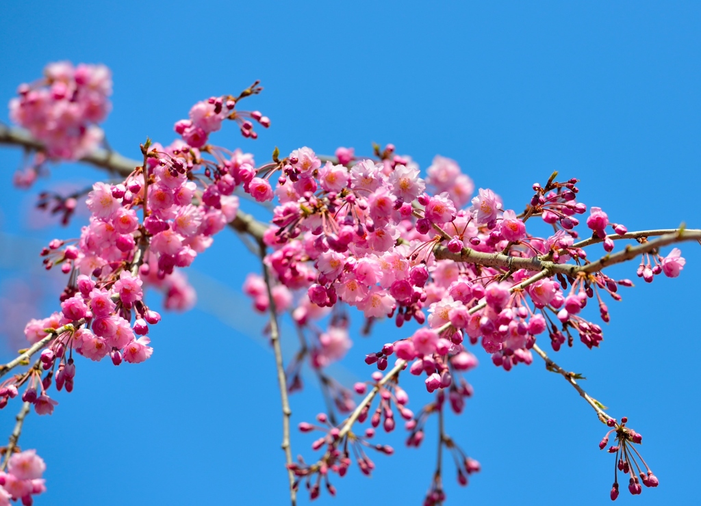 桜　７