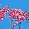 桜　７