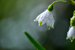 Leucojum aestivum