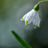 Leucojum aestivum