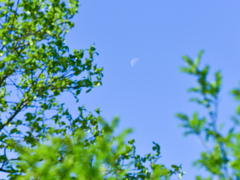 The waning moon in the green