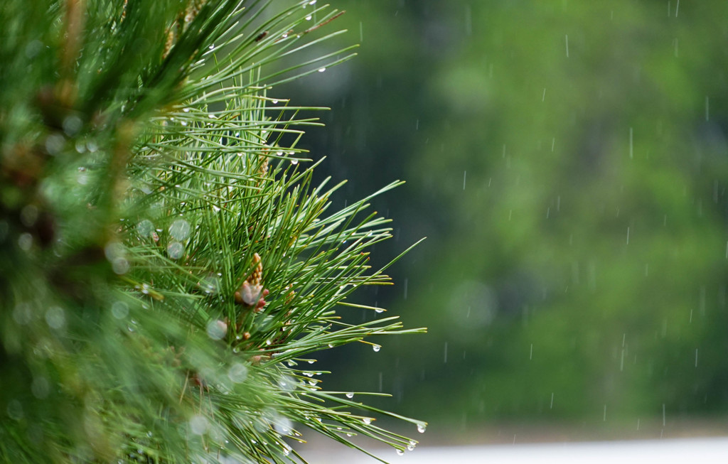 夏も近づく日は雨・・・