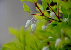 ドウダンツツジ２