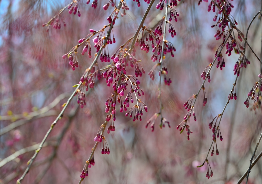桜　５