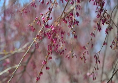 桜　５