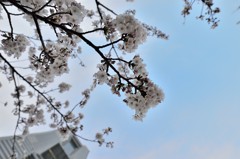 横浜のさくら　２