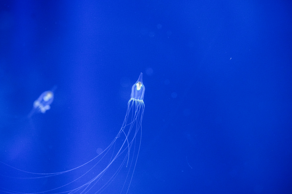 Jellyfish eboshi