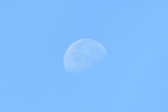 朝撮り