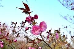 旭山で見た花　２