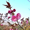 旭山で見た花　２