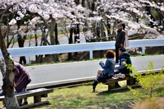松島、西行戻しの松公園より