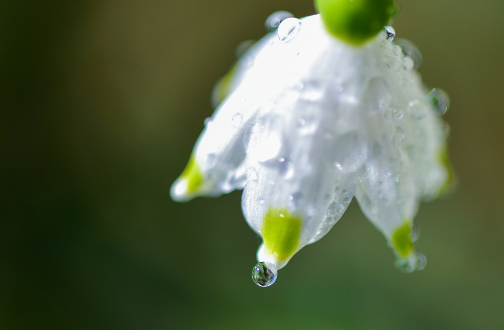 Leucojum aestivum
