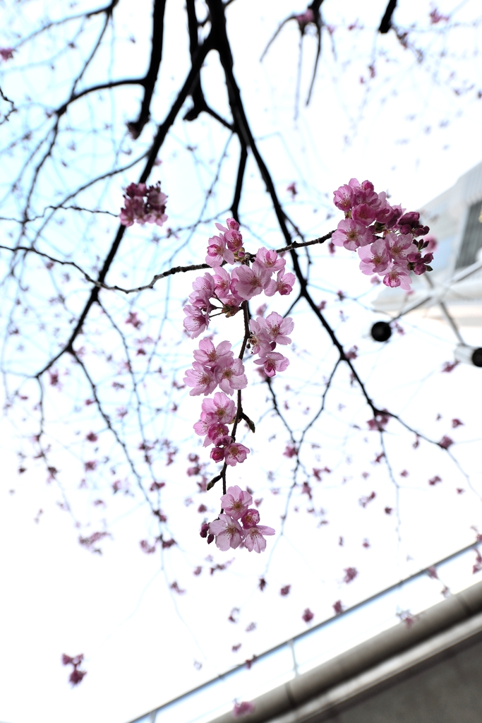 横浜のさくら　３