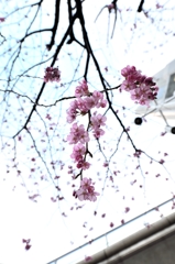 横浜のさくら　３