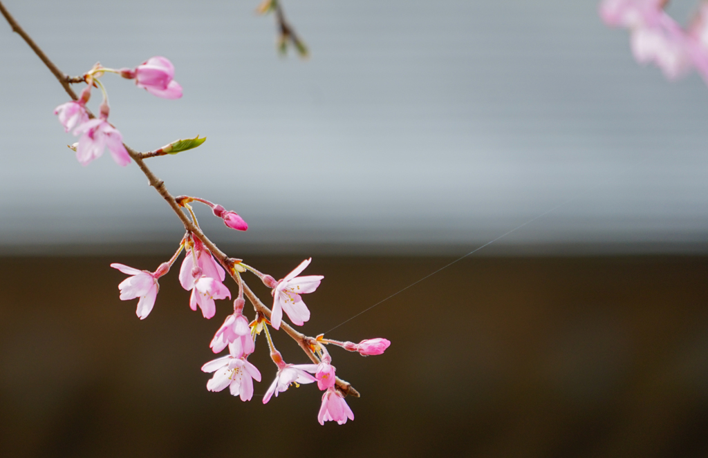 A little bit more after