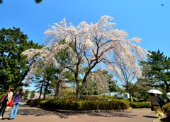 桜　１