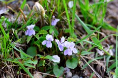旭山で見た花　１