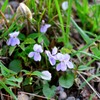 旭山で見た花　１