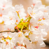 SAKURA