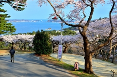 松島、西行戻しの松公園より