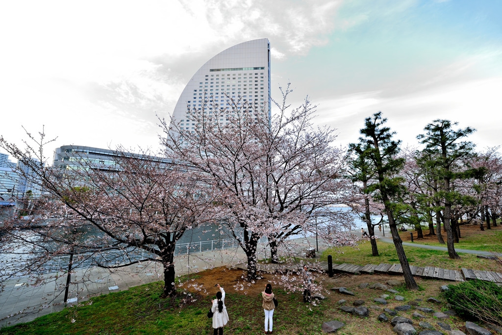 横浜のさくら　１