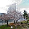 横浜のさくら　１