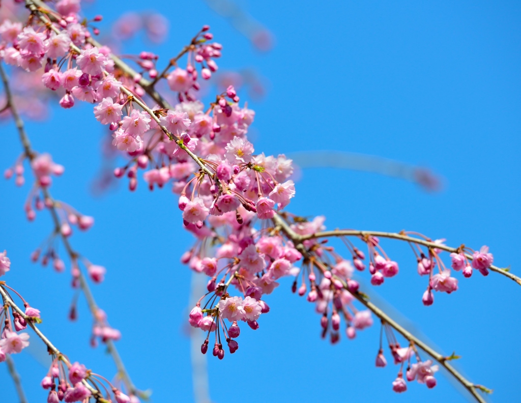 桜　６