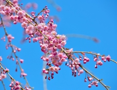 桜　６