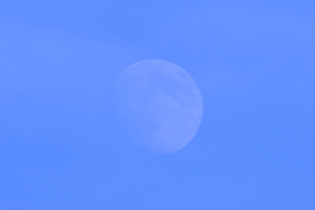 夕方の月