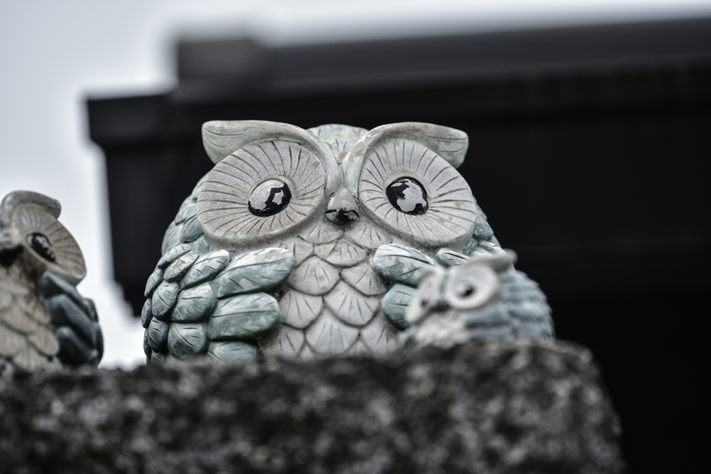 Owl　
