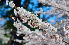 桜　３