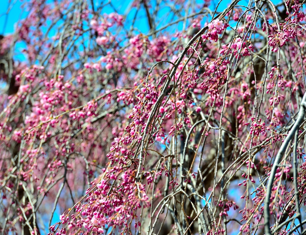 桜　４