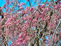 桜　４
