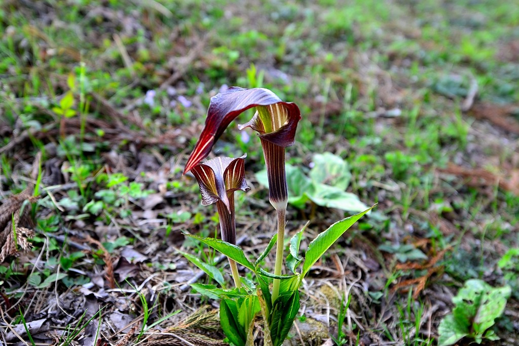 旭山で見た花　５