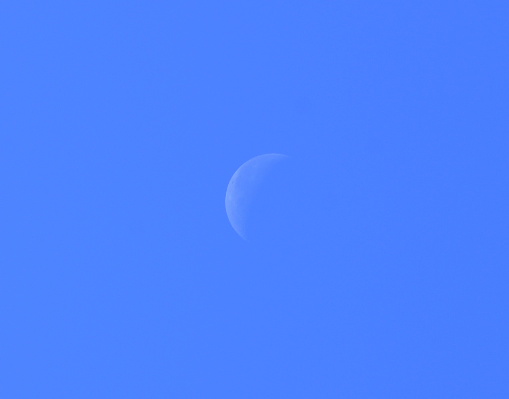 朝月