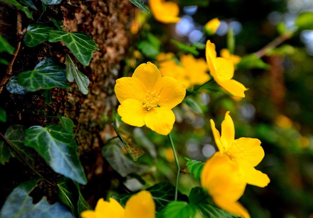 旭山で見た花　６