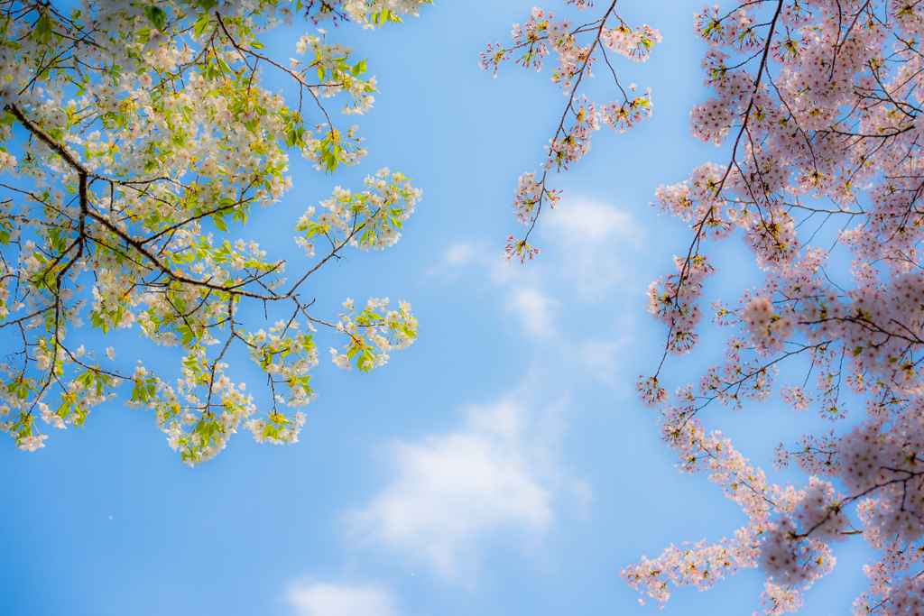 さくらと桜と青空と