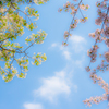 さくらと桜と青空と