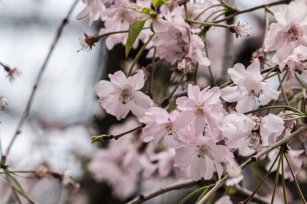 東京で見た桜