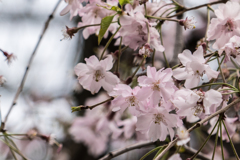 東京で見た桜