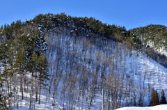 雪と木々