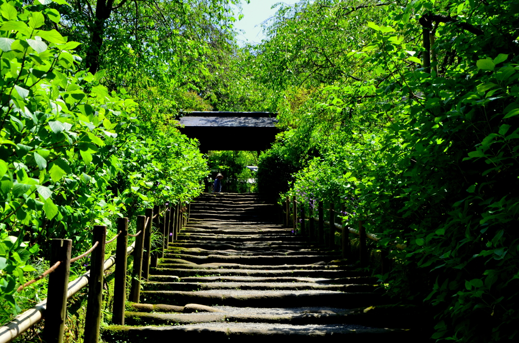 古刹を訪ねて02 - 明月院