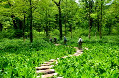 湿原を歩く 01 - 天生県立自然公園