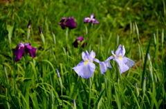 花菖蒲、光浴びて 02