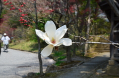 空間に咲く