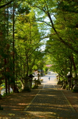 緑の参道