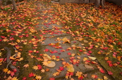 秋の道、散紅葉。