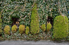 Ivy wall 01