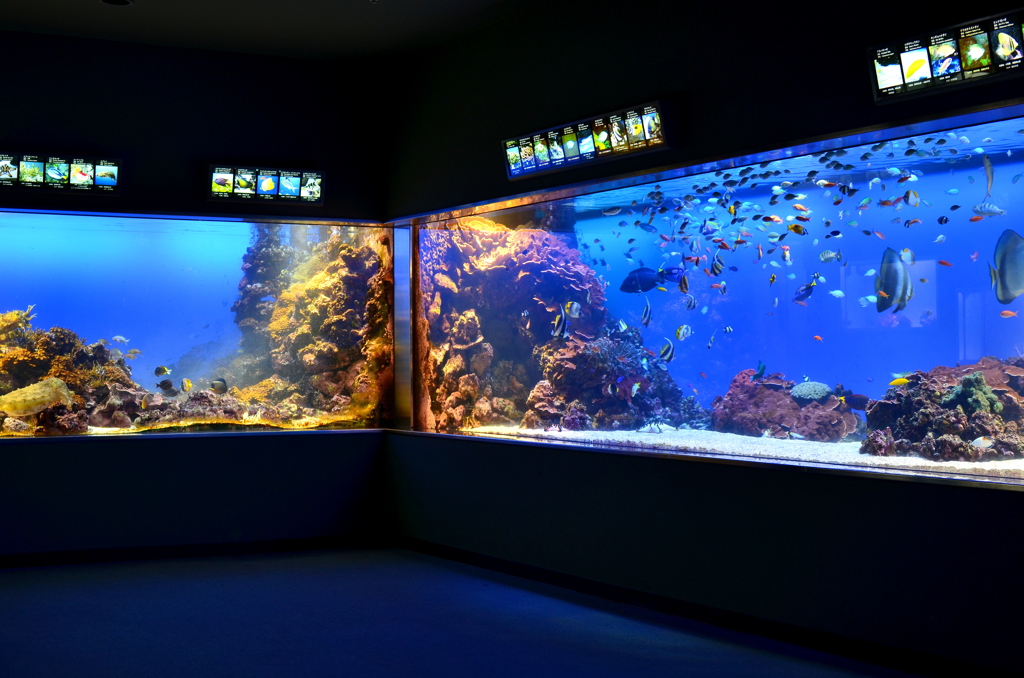 Aquarium 05 - 鳥羽水族館