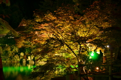 秋夜モミジ - 飛騨の里